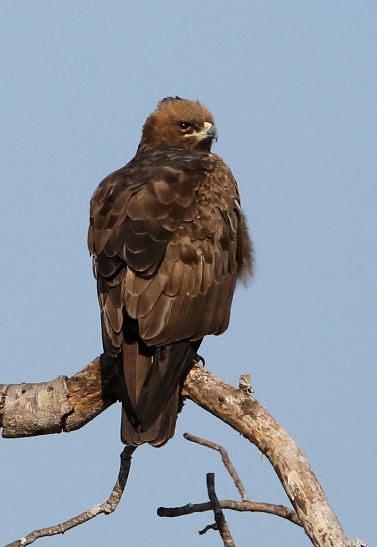 Wahlberg's Eagle - ML366423121
