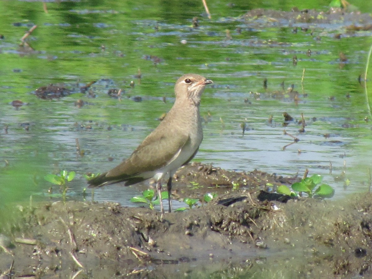 Oriental Pratincole - ML366424441