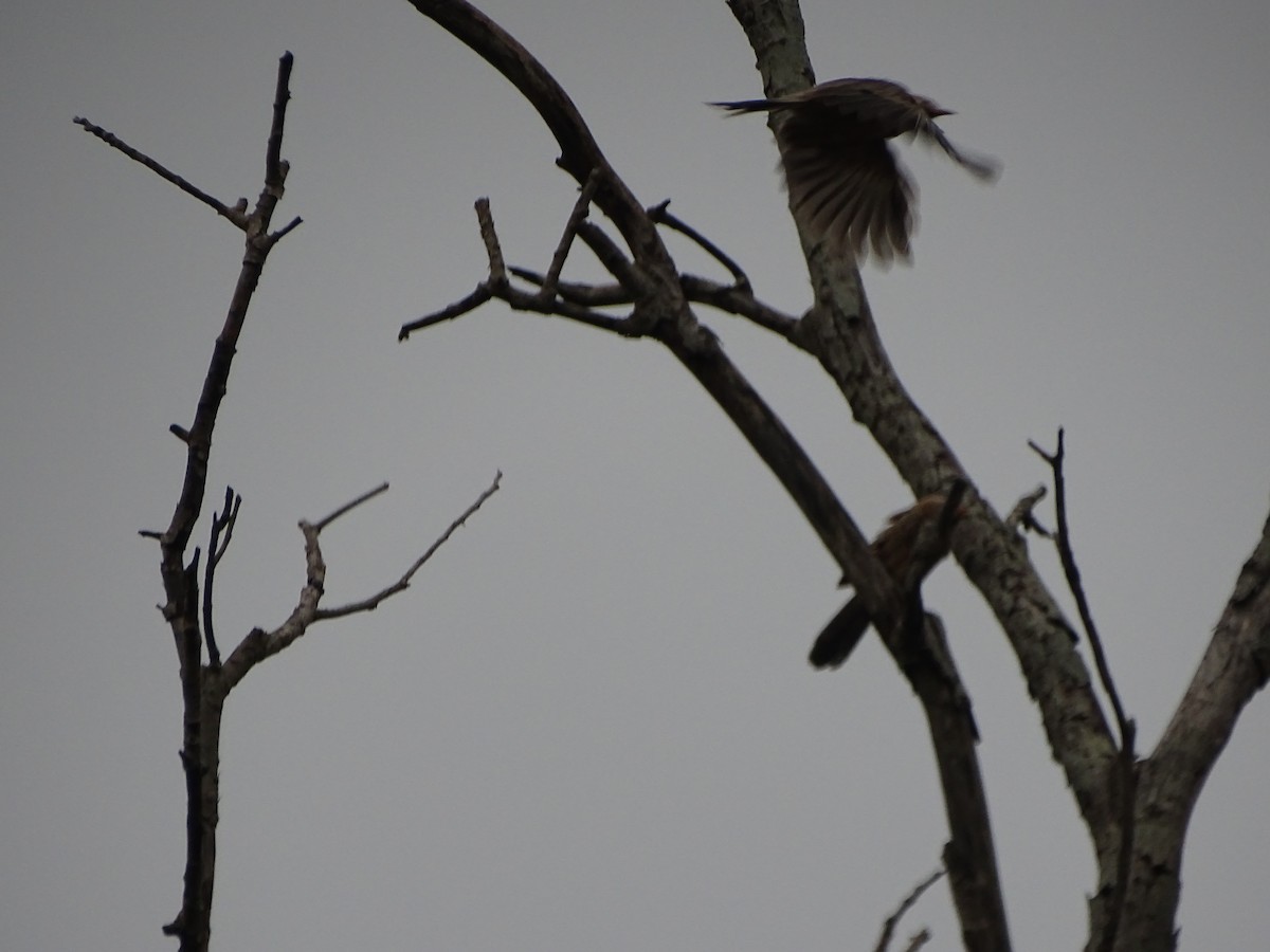 Yellow-billed Babbler - ML366427181