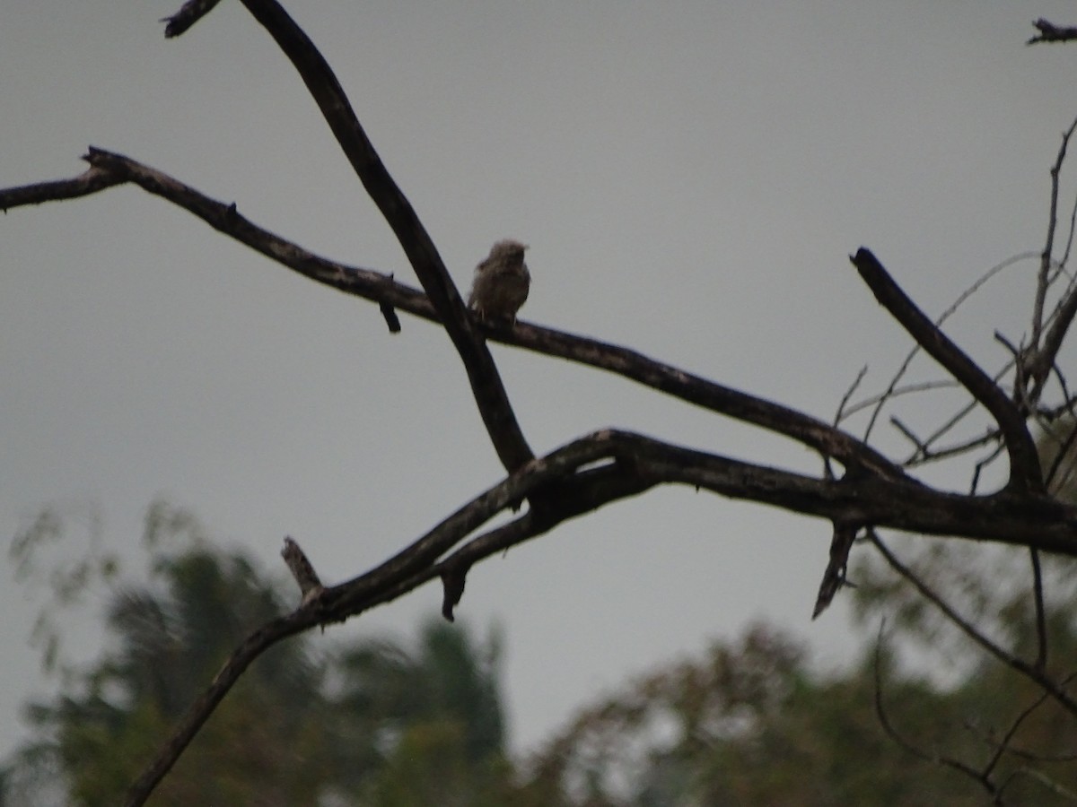 Yellow-billed Babbler - ML366427281