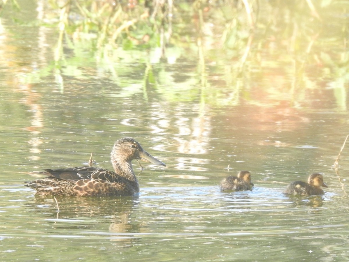 Australasian Shoveler - ML366427921