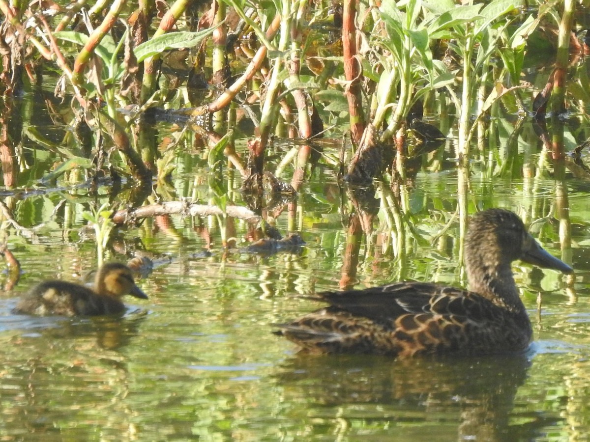 Australasian Shoveler - ML366427931