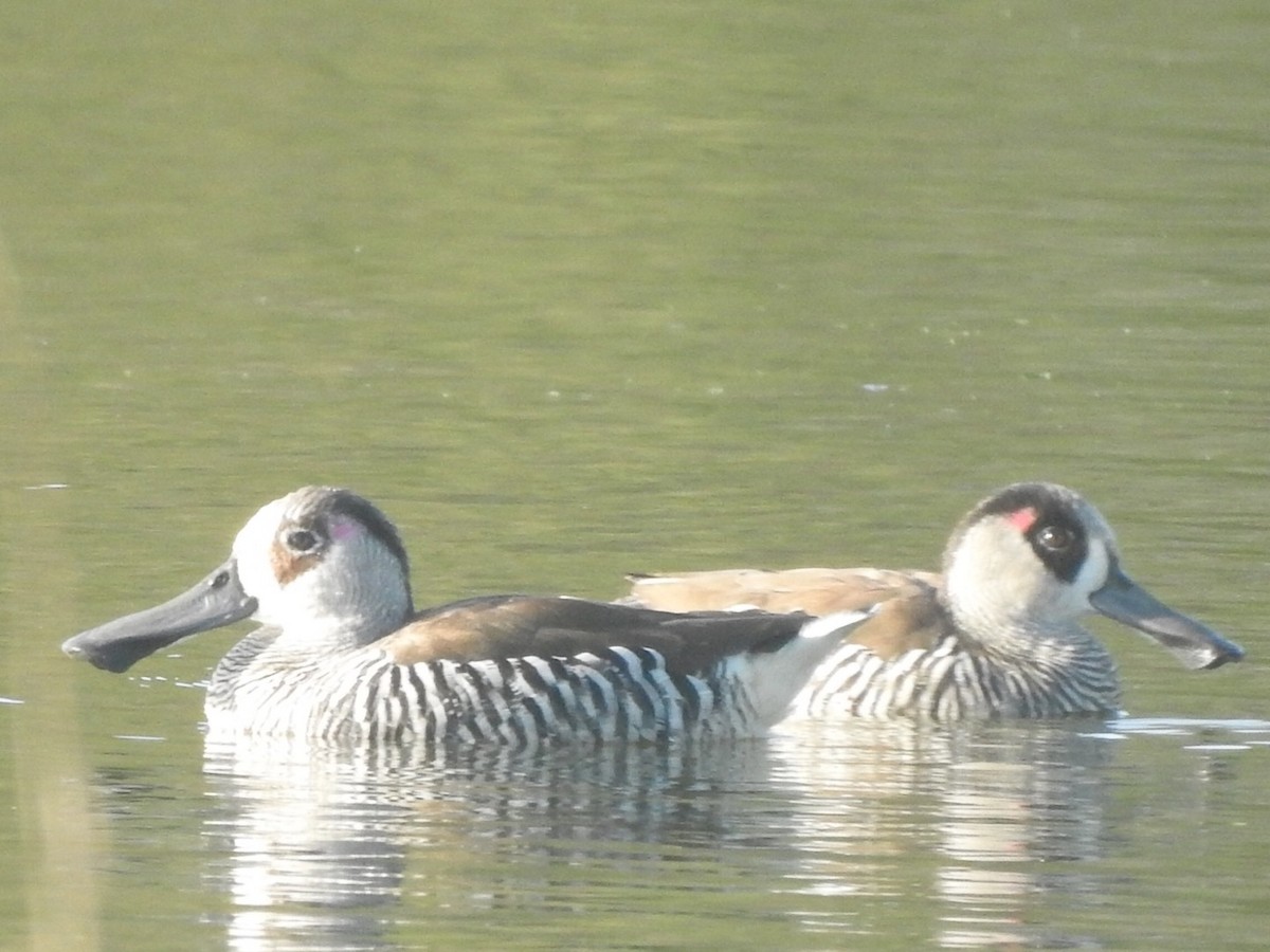 Pink-eared Duck - ML366428011