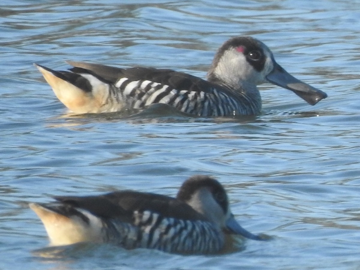 Pink-eared Duck - ML366428021