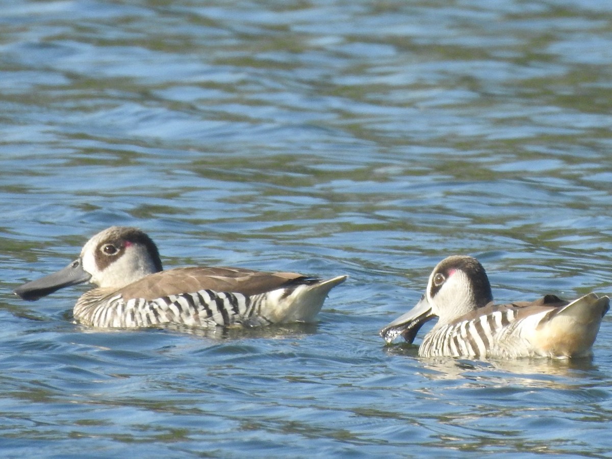 Pink-eared Duck - ML366428031