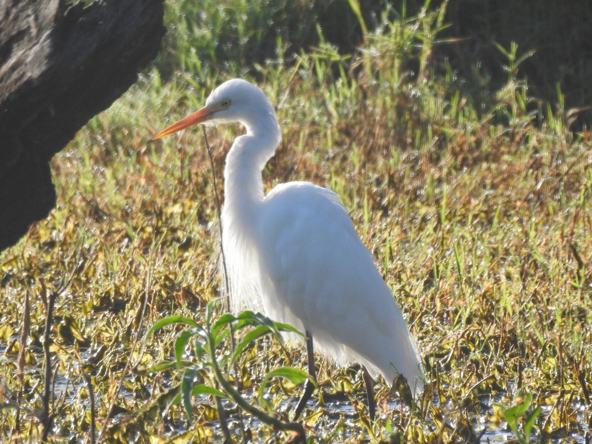 Plumed Egret - Scott Fox