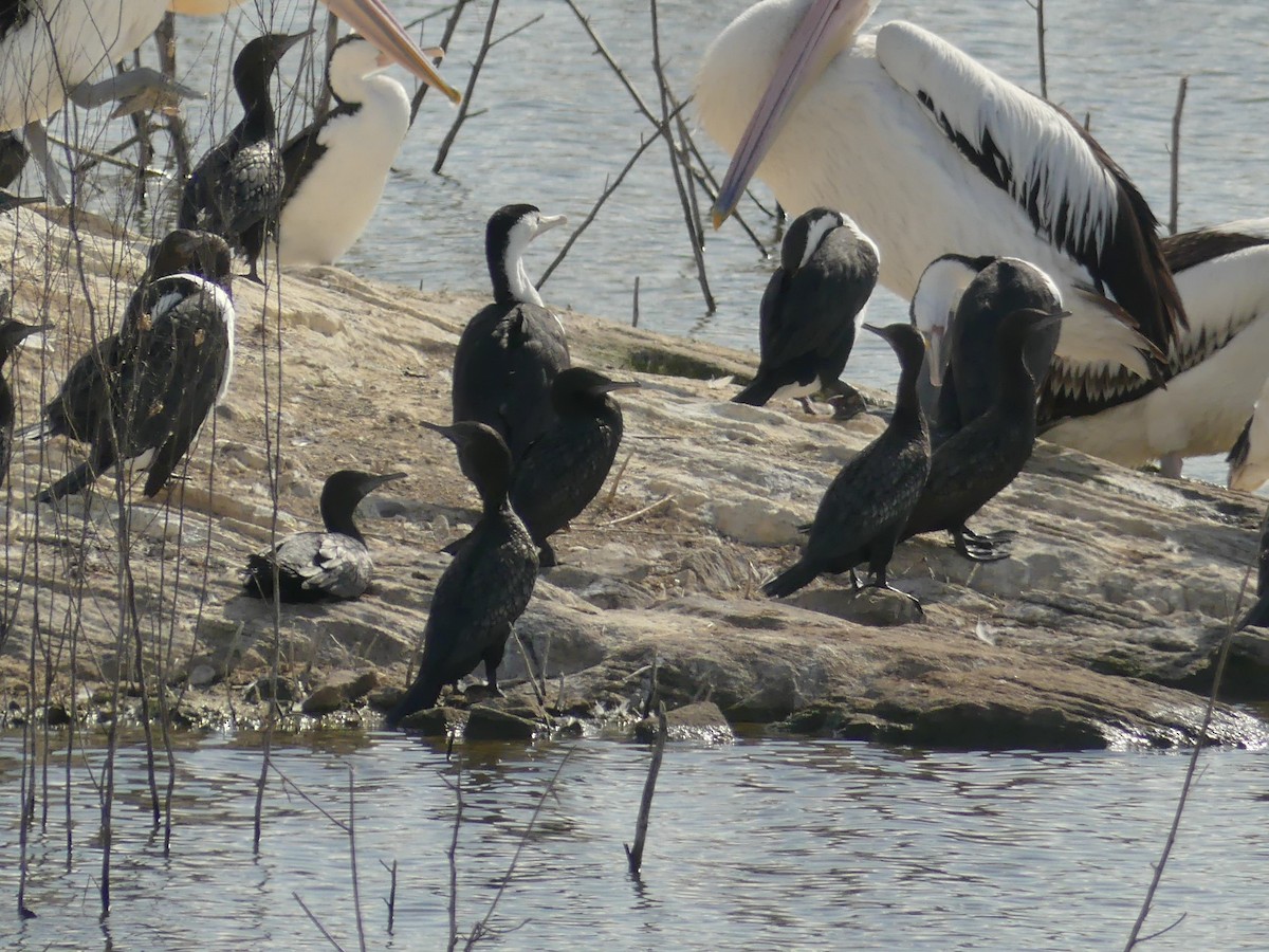 Pied Cormorant - ML366428231