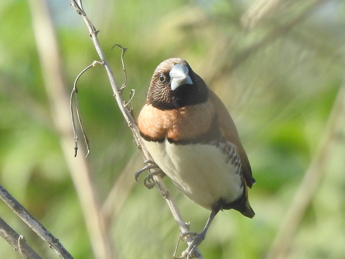 Chestnut-breasted Munia - ML366428281