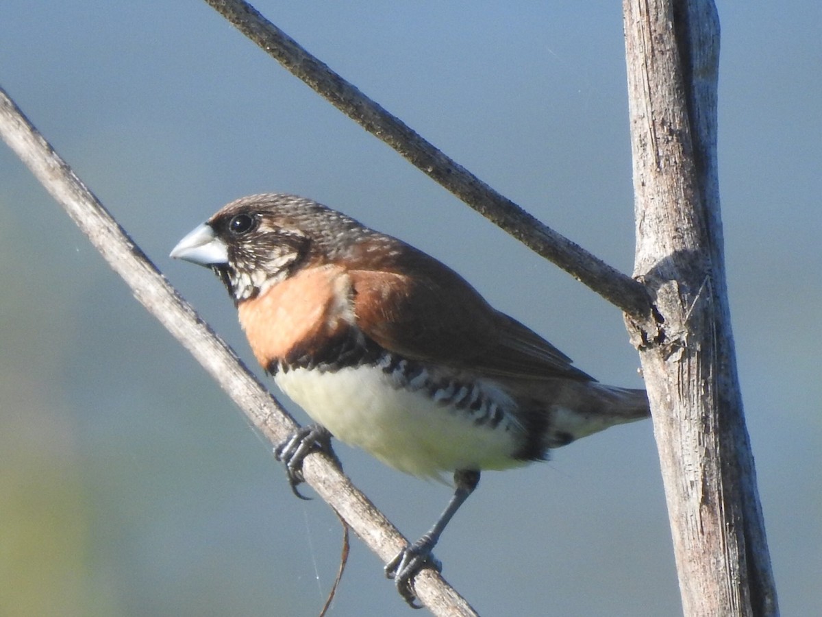 Capuchino Pechicastaño - ML366428291