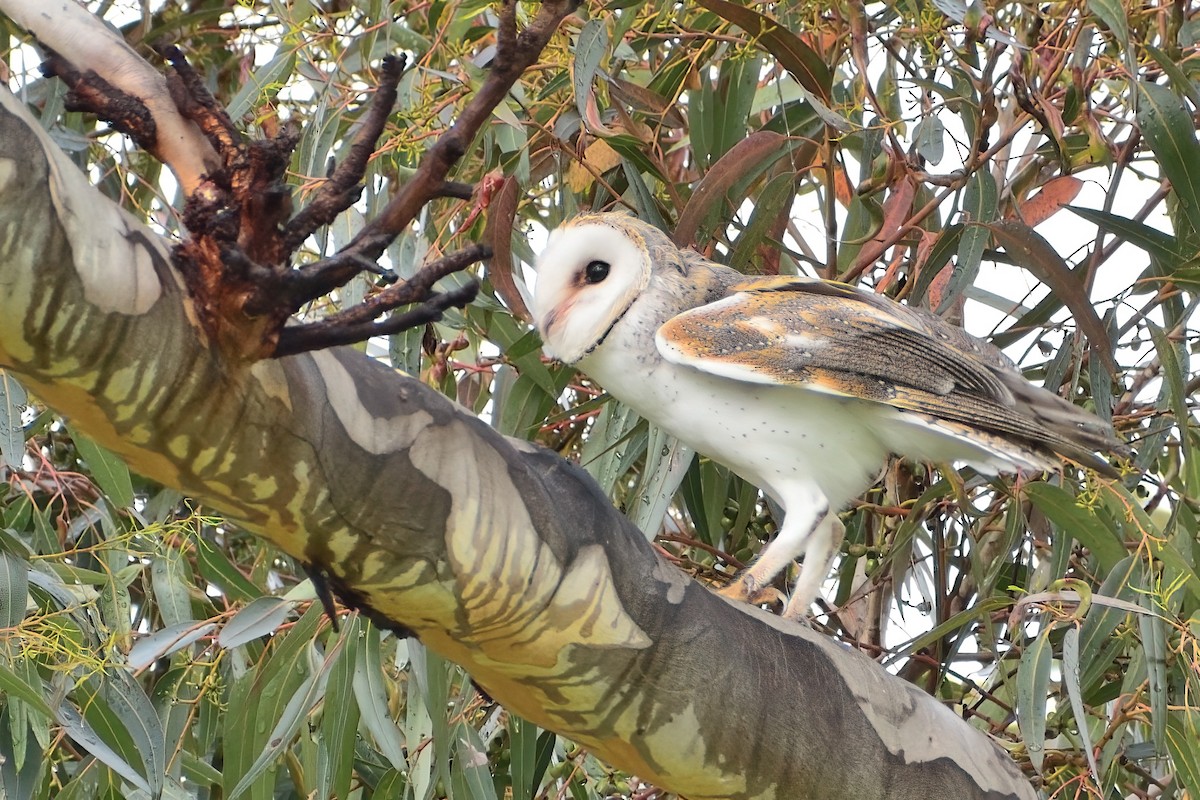 Barn Owl - ML366429631