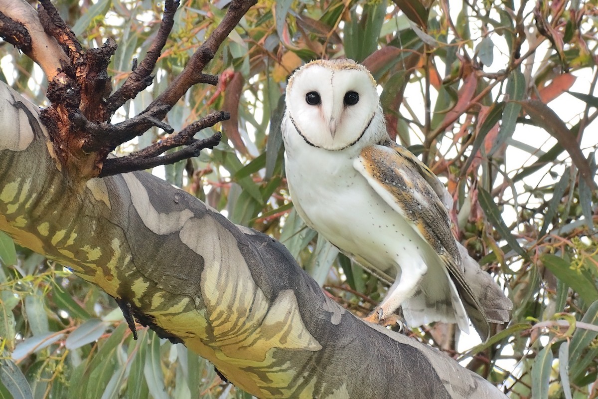 Barn Owl - ML366429661