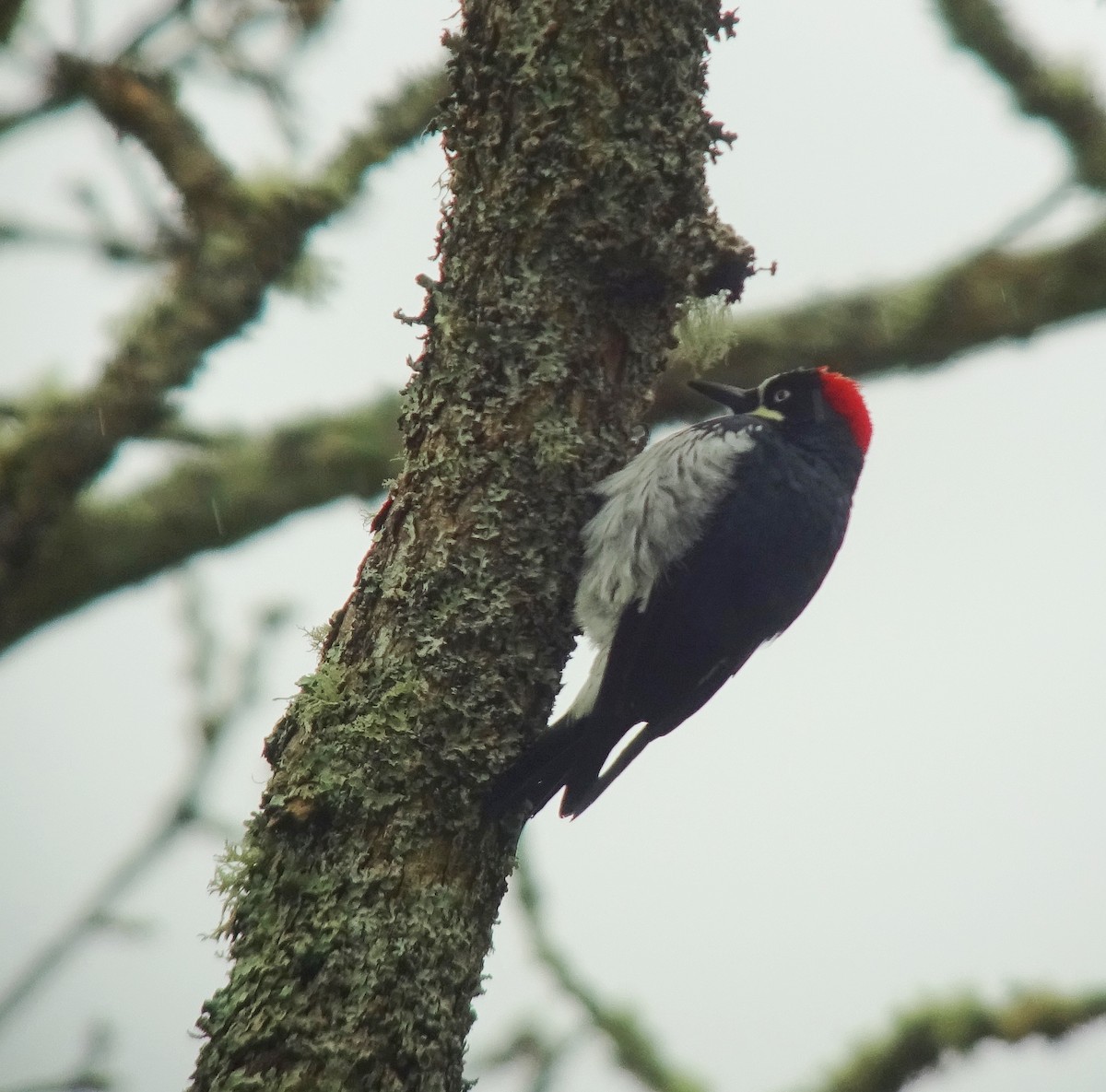 Acorn Woodpecker - ML36643091