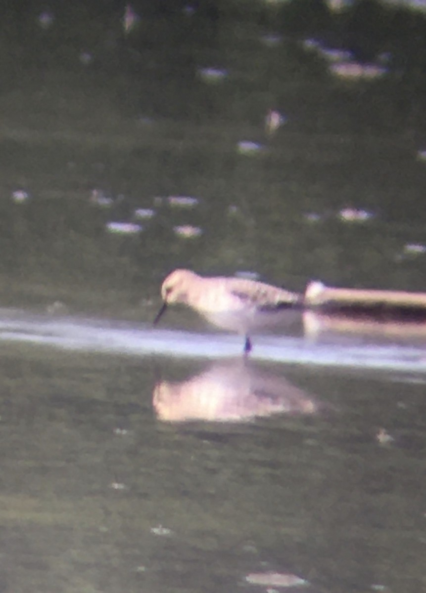 Baird's Sandpiper - ML366431561