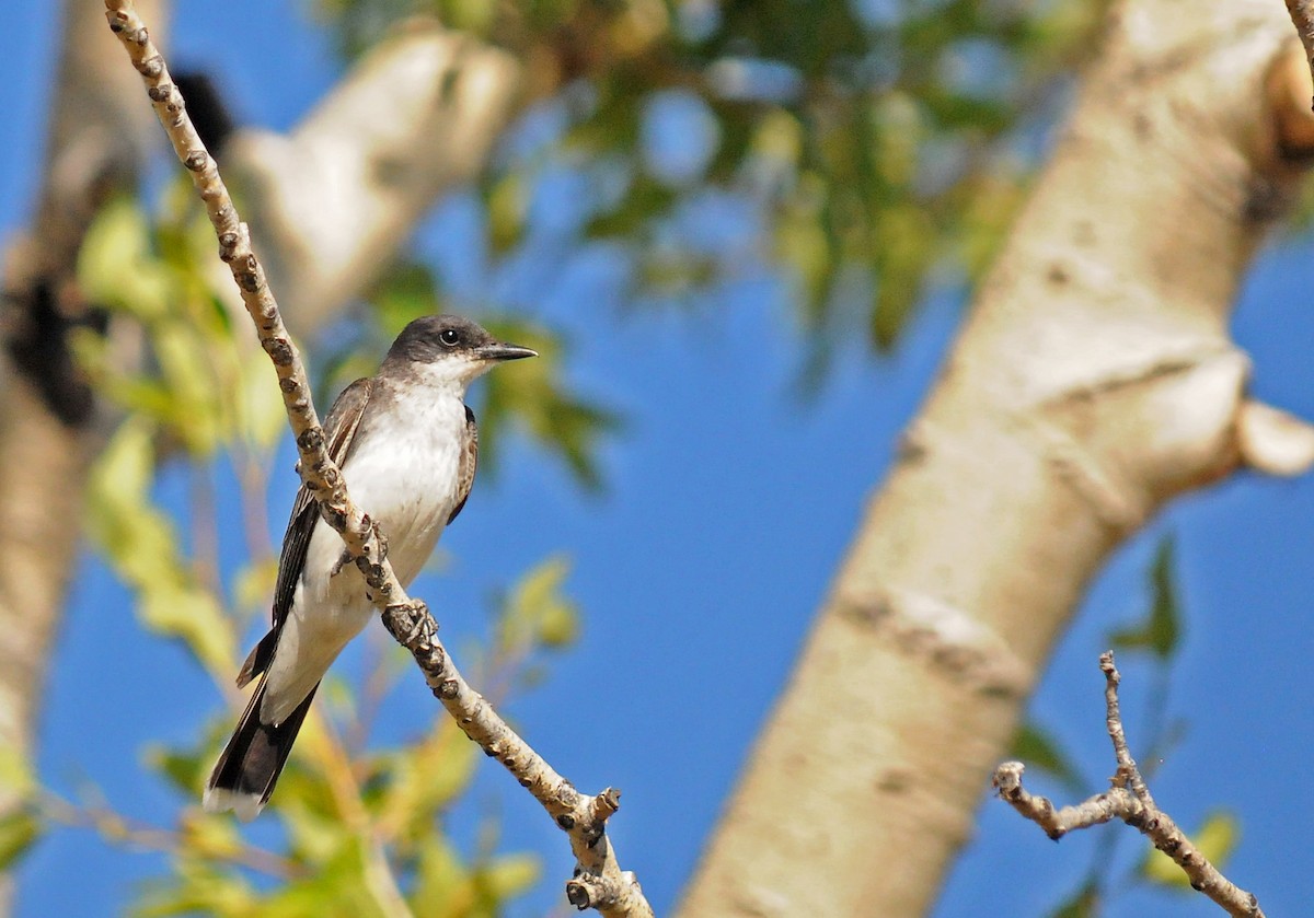 Eastern Kingbird - ML36643161