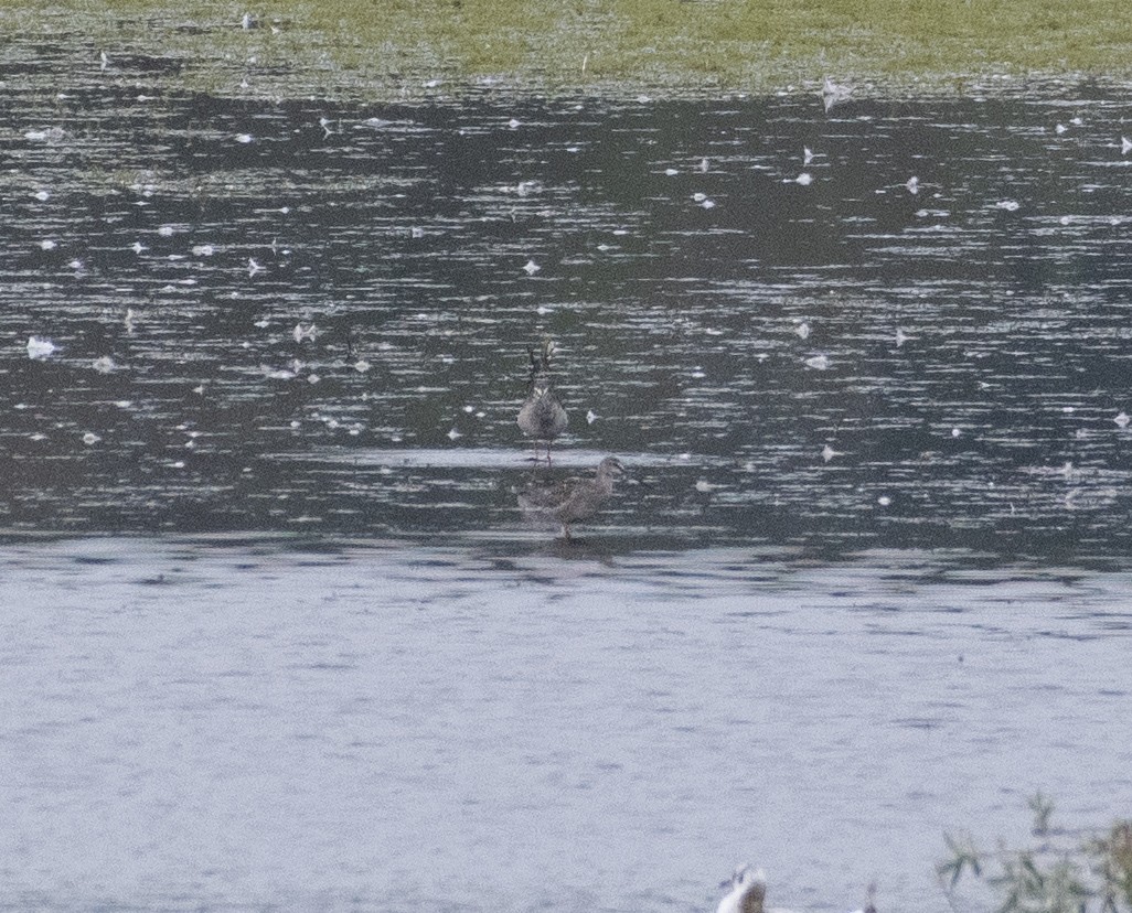 Spotted Redshank - ML366431911