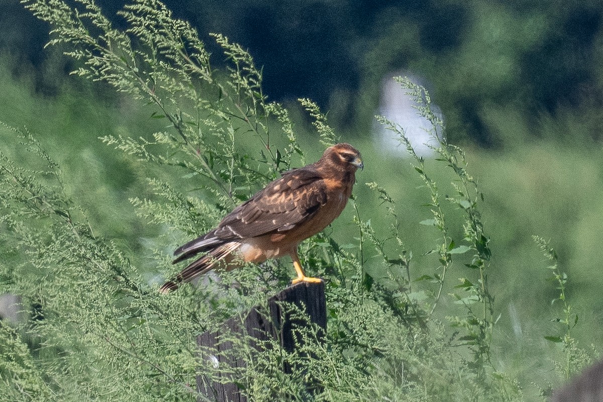Northern Harrier - Barry Marsh