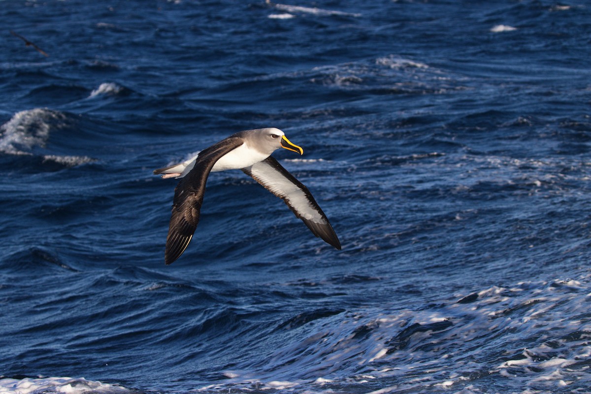 Buller's Albatross - ML366433401