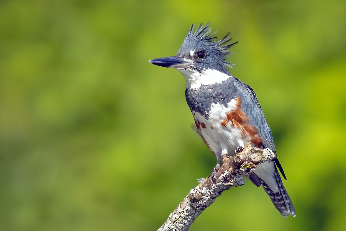 Belted Kingfisher - ML366434131