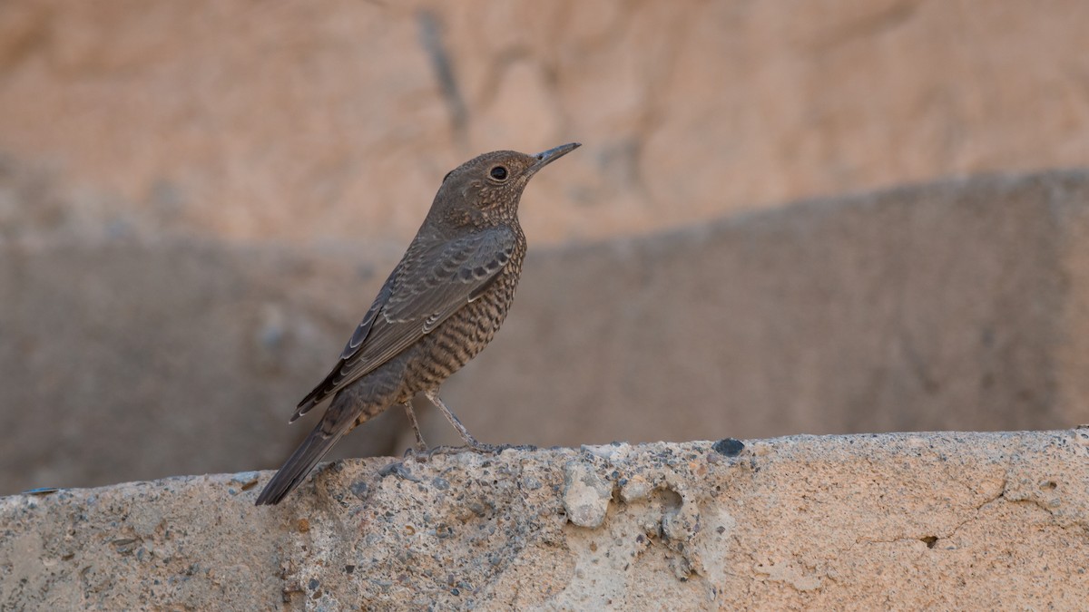 Blue Rock-Thrush (solitarius/longirostris) - ML366435491