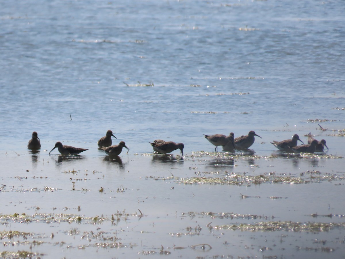 Stilt Sandpiper - ML366435771