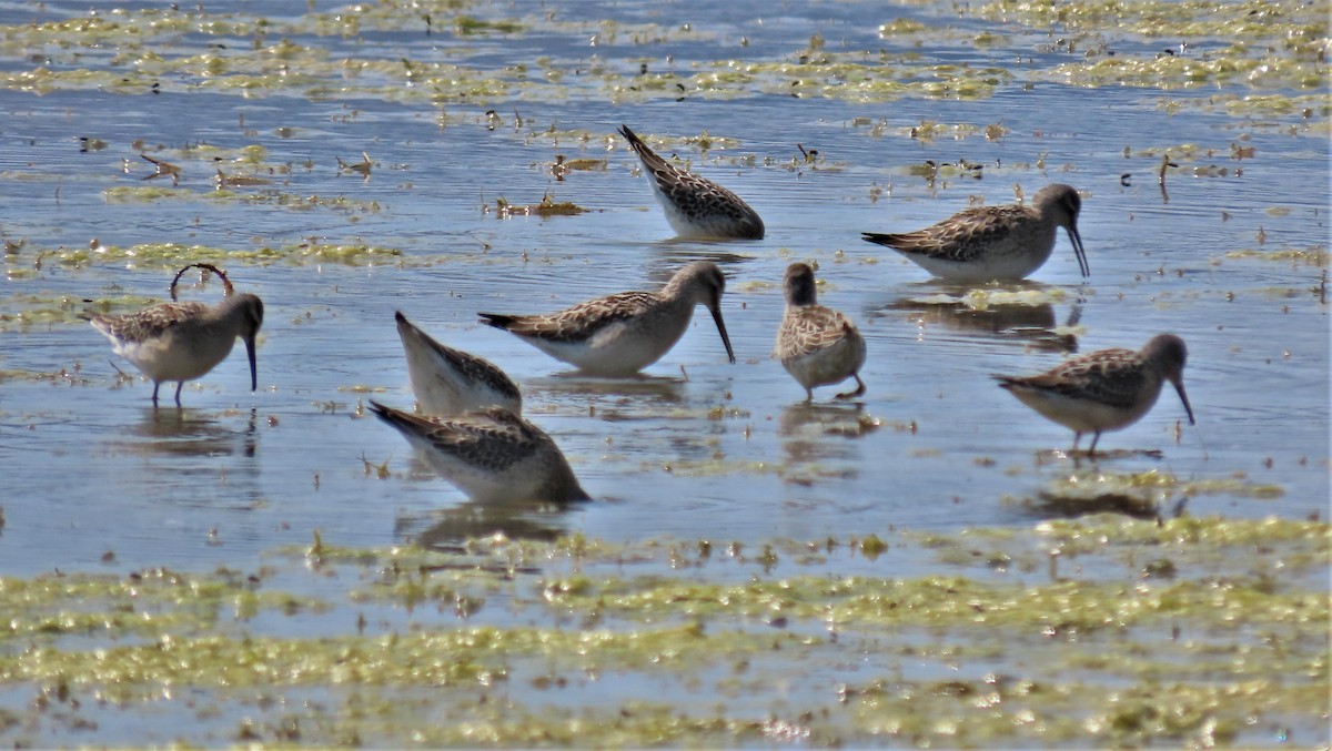 Stilt Sandpiper - ML366436161