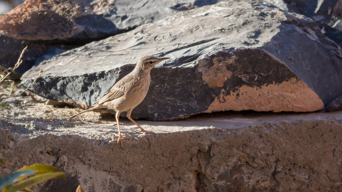 Long-billed Pipit (Arabian) - ML366436921