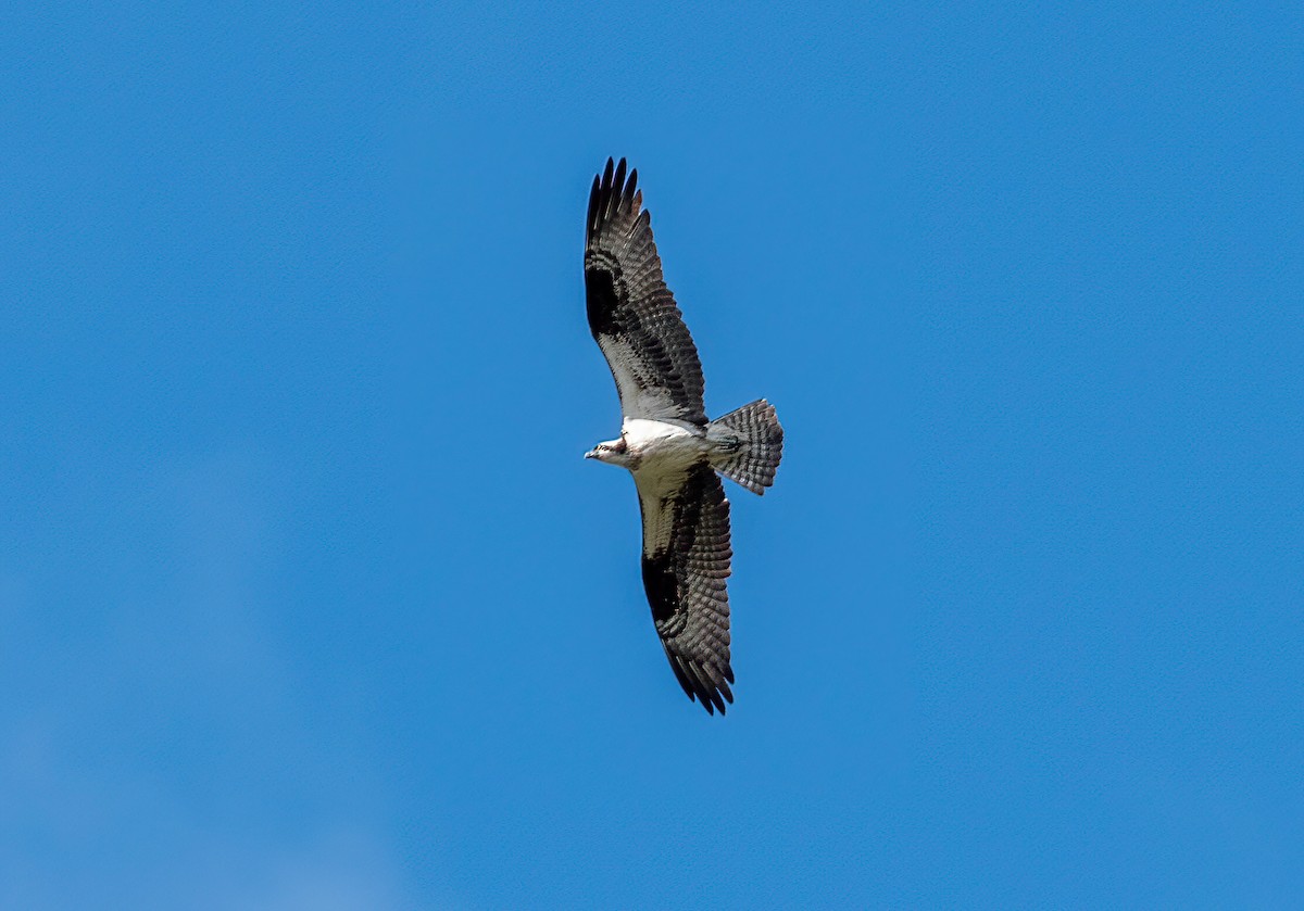 Balbuzard pêcheur - ML366438931