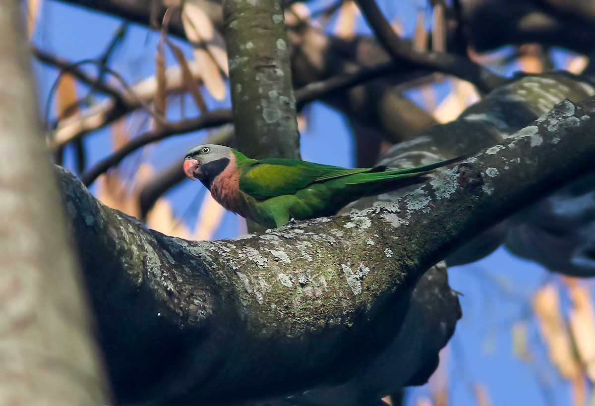 Red-breasted Parakeet - ML366439341