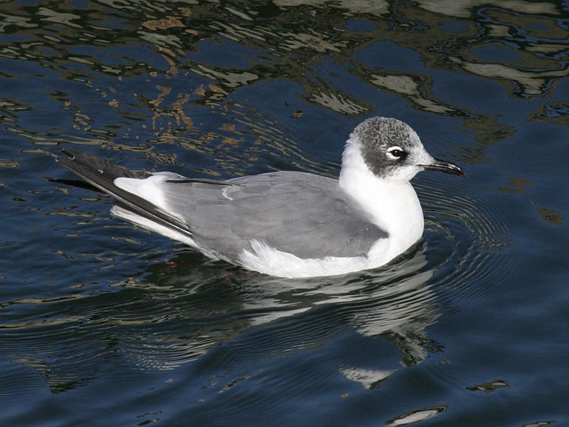 Franklin's Gull - ML36643971