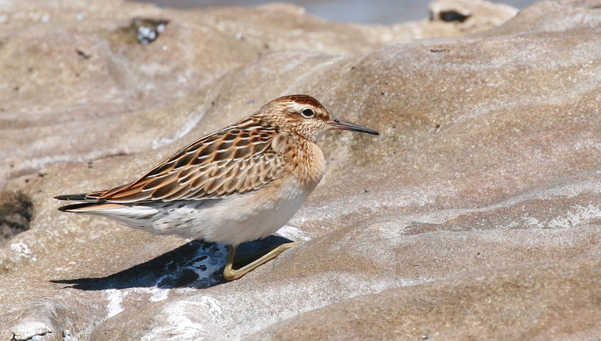 Sharp-tailed Sandpiper - Anonymous