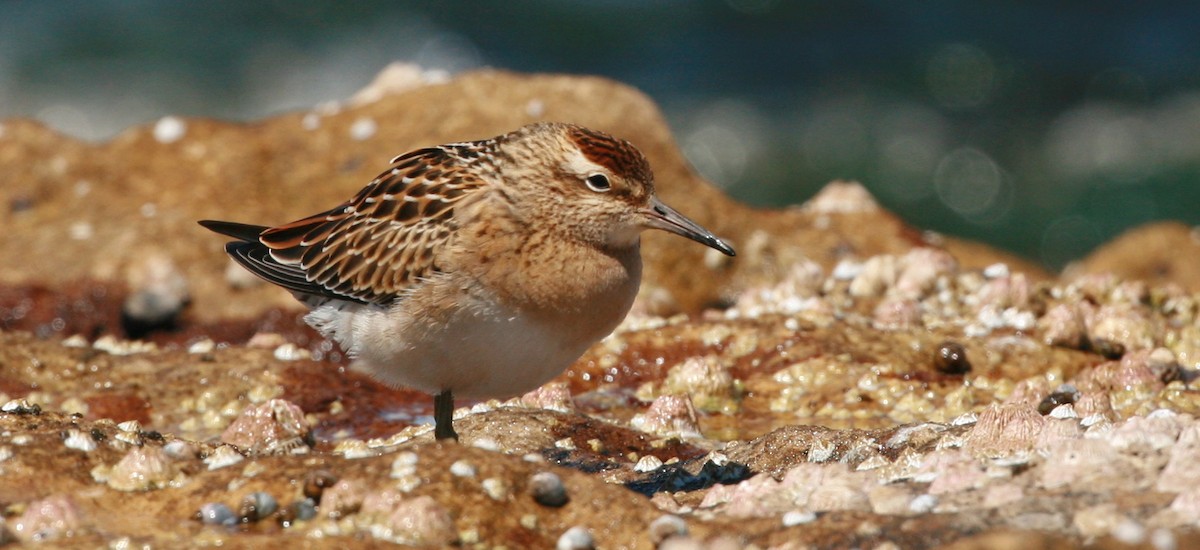 Sharp-tailed Sandpiper - Anonymous