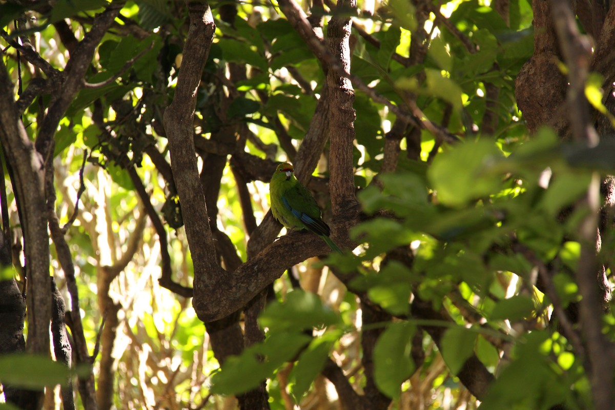 Yellow-crowned Parakeet - ML366441341