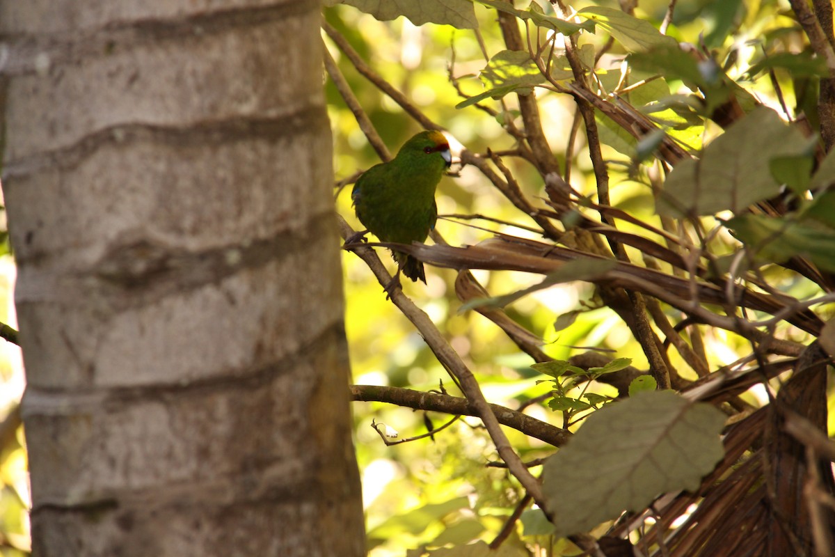 Yellow-crowned Parakeet - ML366441351