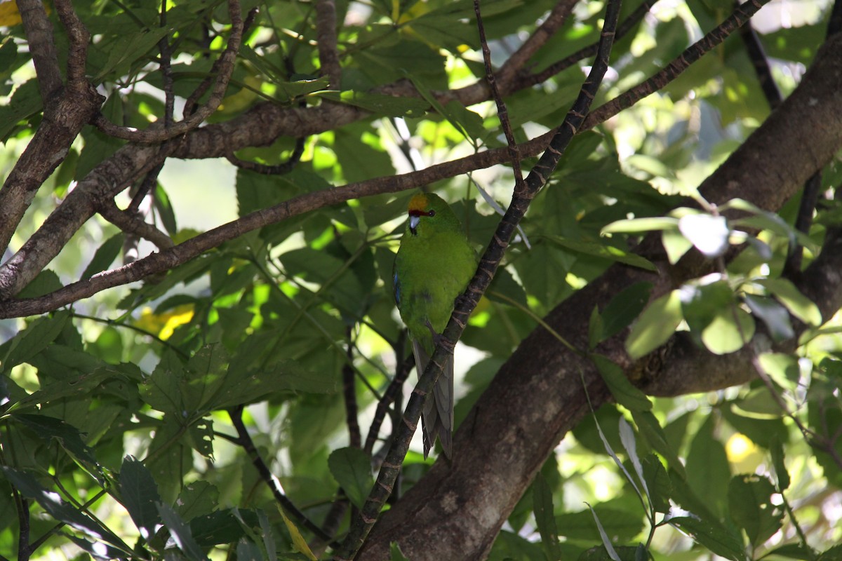 Yellow-crowned Parakeet - ML366441561