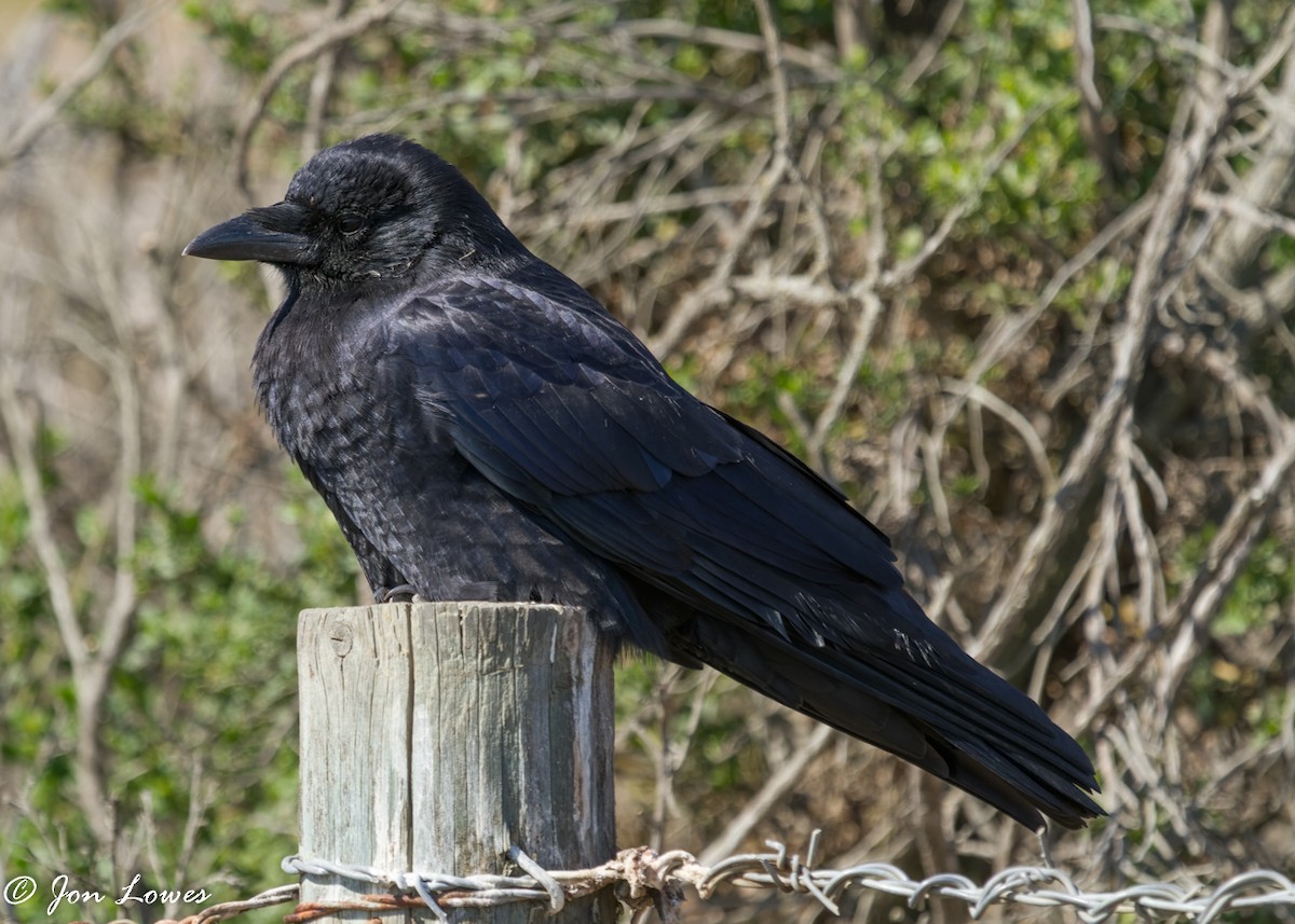 American Crow - Jon Lowes