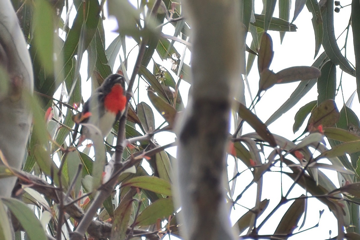 Mistletoebird - ML366441861