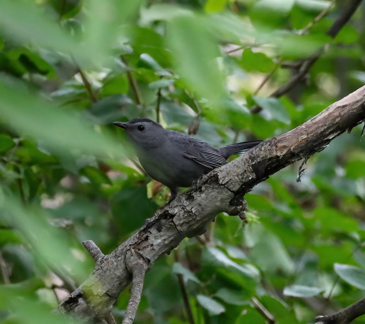 Gray Catbird - ML366443021