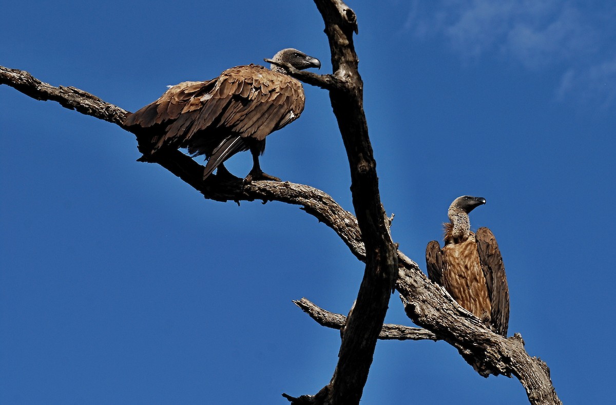 White-backed Vulture - ML366444701