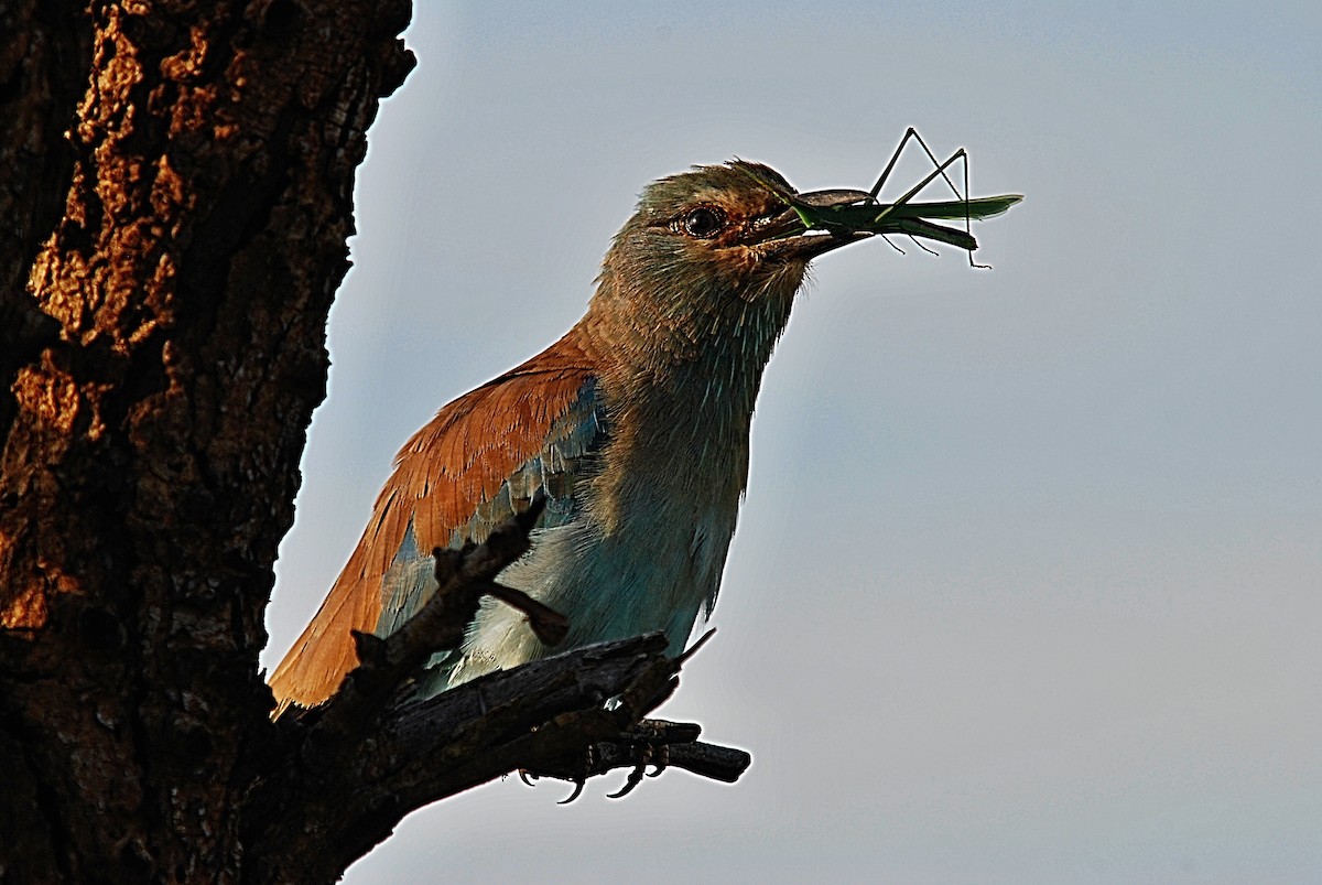 European Roller - ML366445381