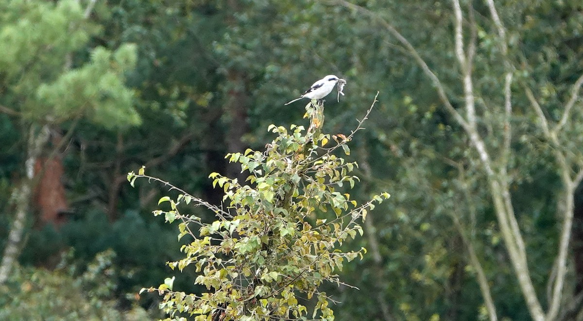 Great Gray Shrike - Hans-Jürgen Kühnel