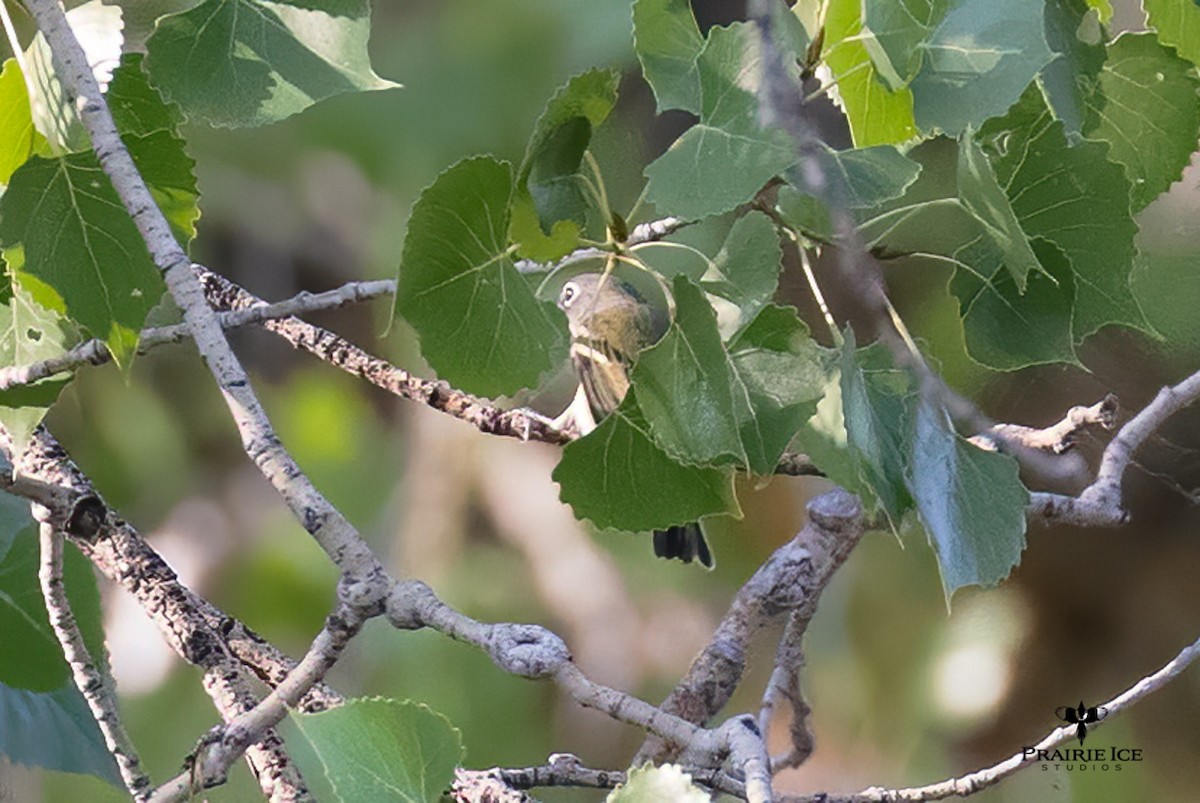 Vireo Solitario - ML366446061