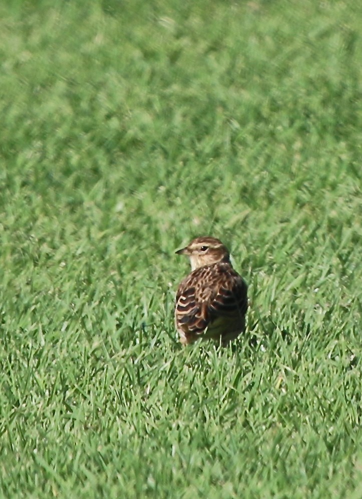 Eurasian Skylark - Jeffrey Cohen