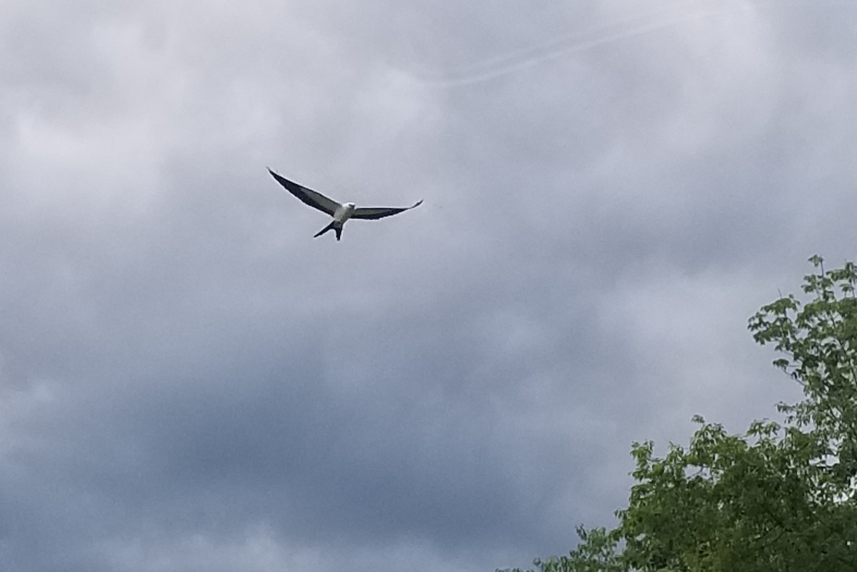 Swallow-tailed Kite - ML366446961