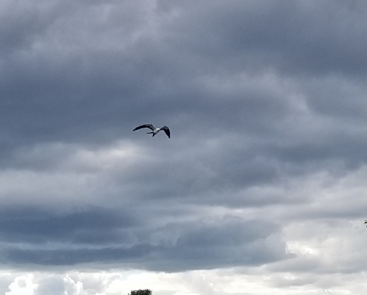 Swallow-tailed Kite - ML366446971