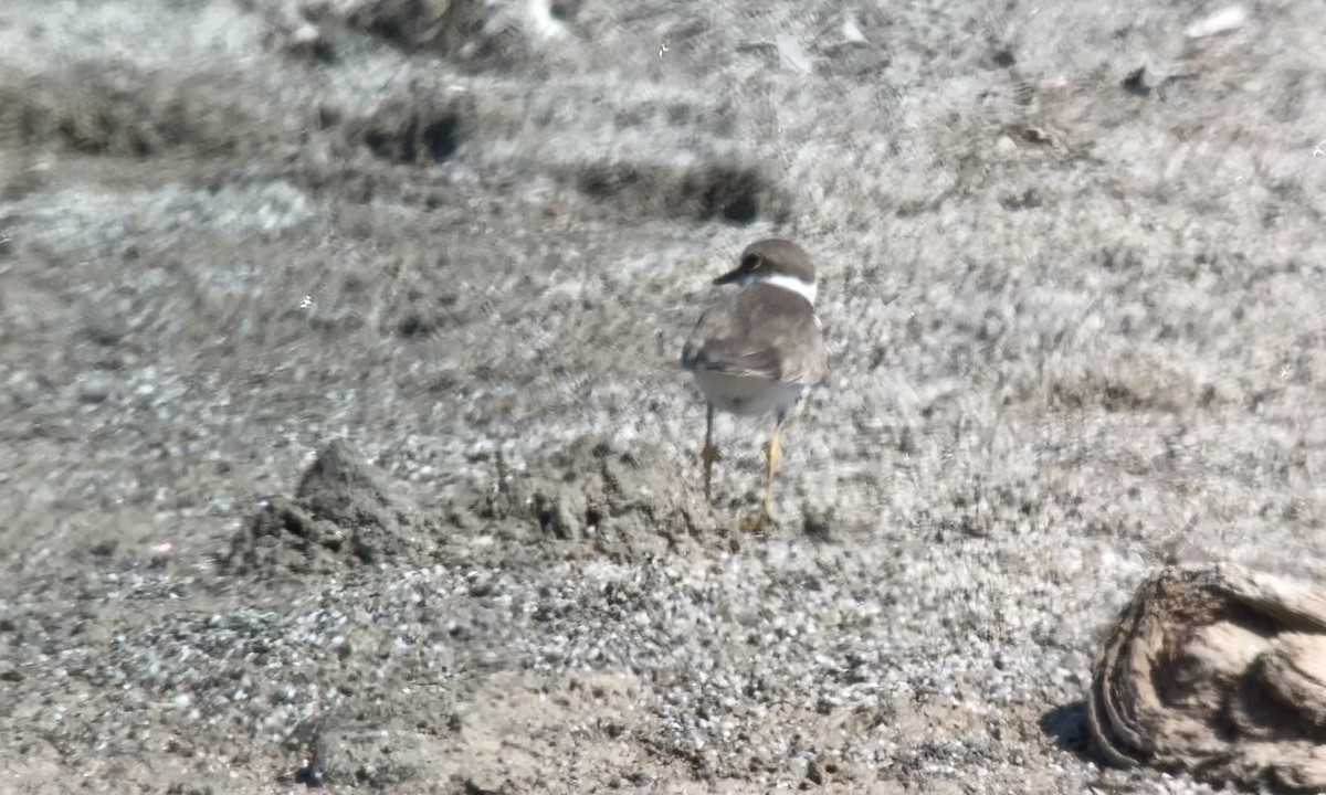 Little Ringed Plover - Jakub Macháň