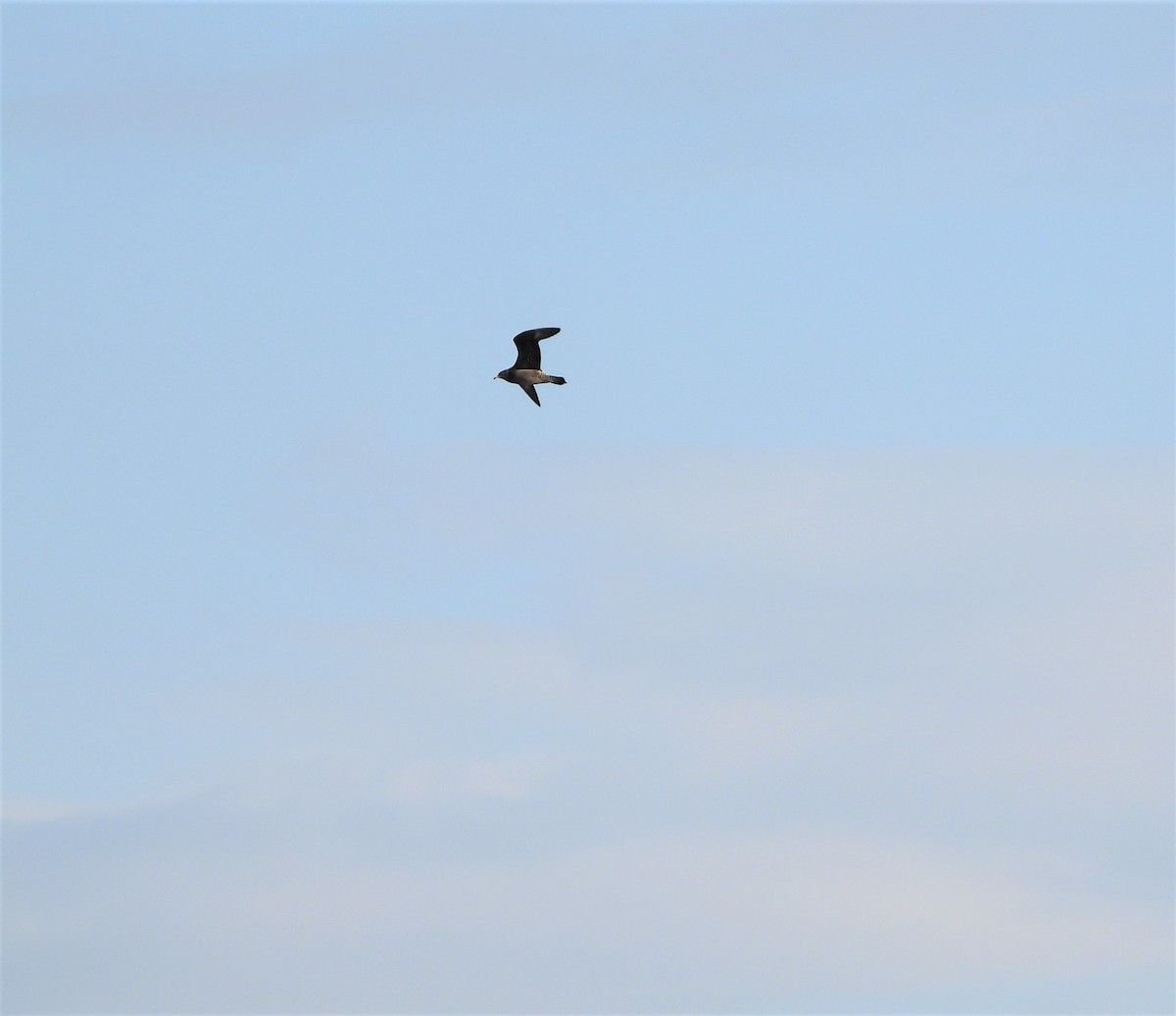 Long-tailed Jaeger - Kirk Doerger