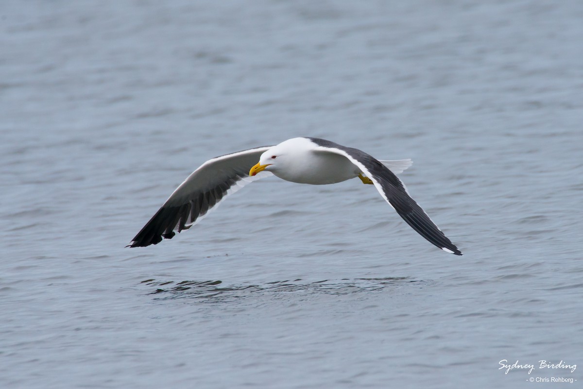 Gaviota Cocinera - ML366456081