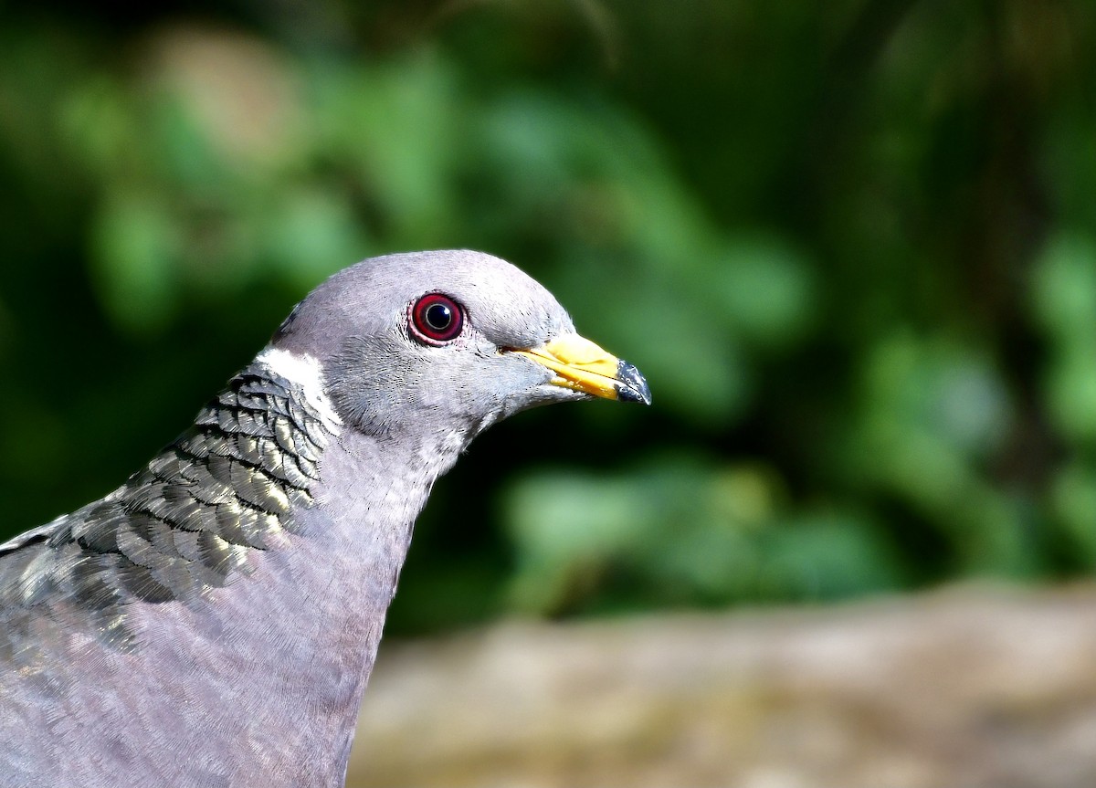 Band-tailed Pigeon - ML366456721