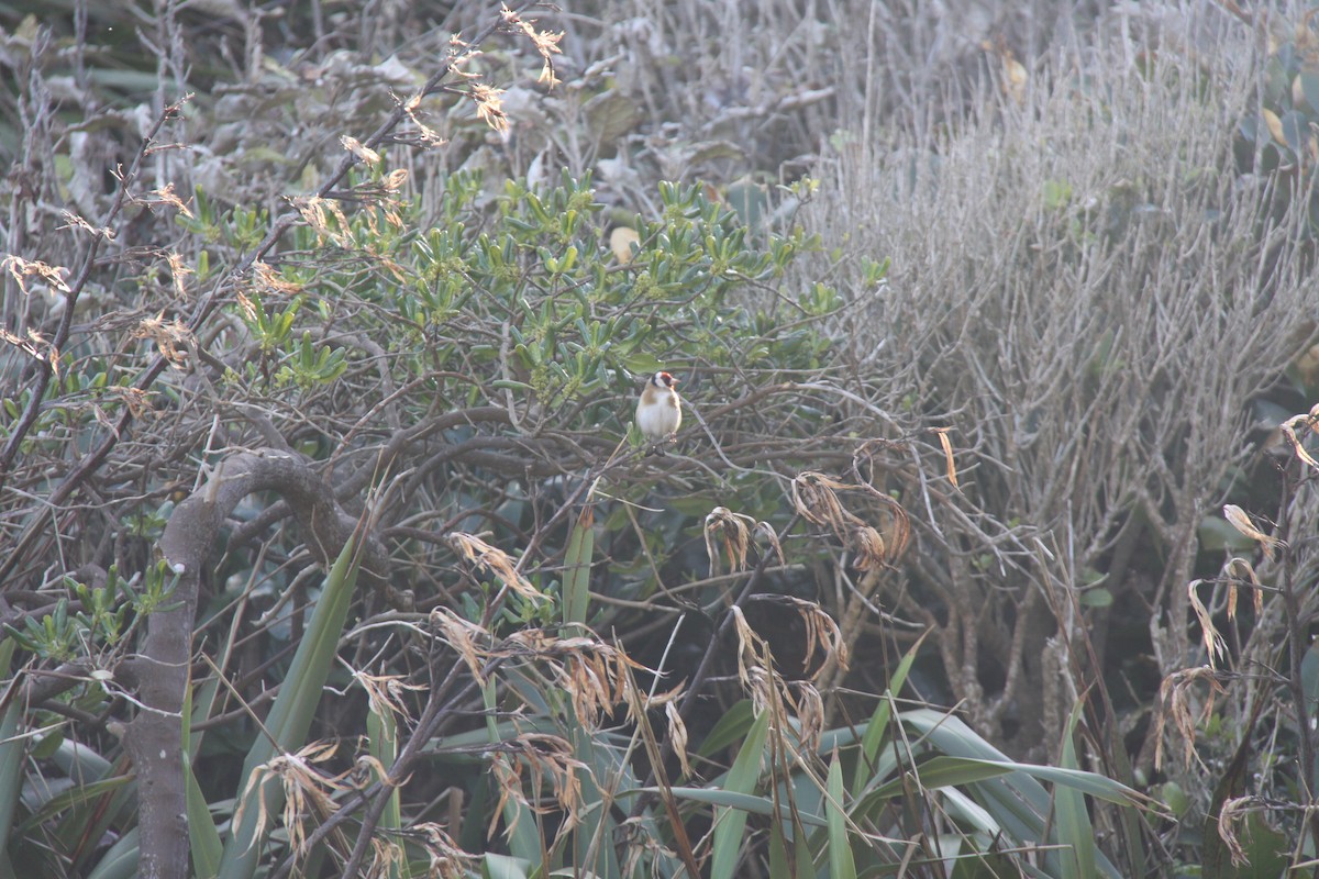 European Goldfinch - ML366457821