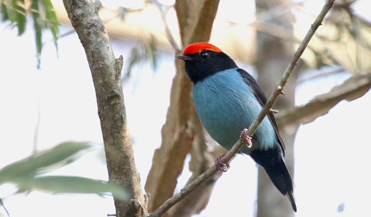 Swallow-tailed Manakin - Jose Prado